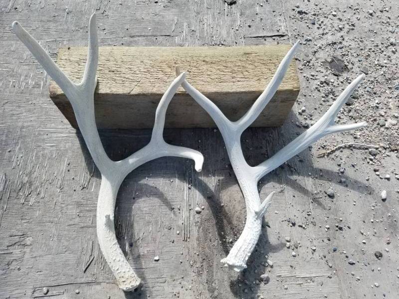 lot 207 image: 10 point Deer Antlers