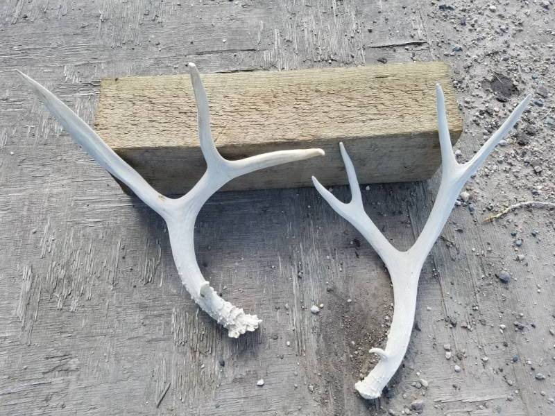 lot 208 image: 9 point Deer Antlers
