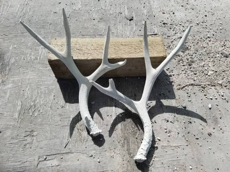 lot 209 image: 10 point Deer Antlers