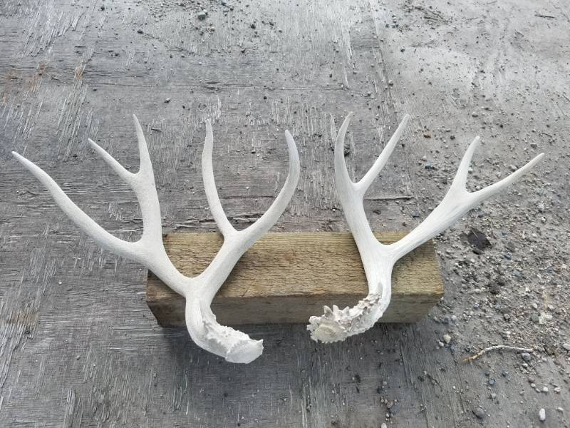 lot 211 image: 11 point Deer Antlers