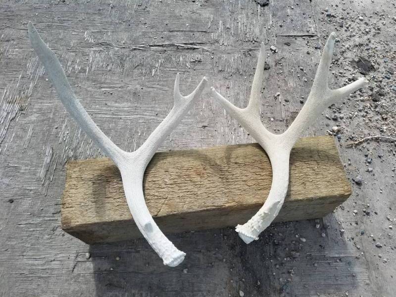 lot 212 image: 9 point Deer Antlers