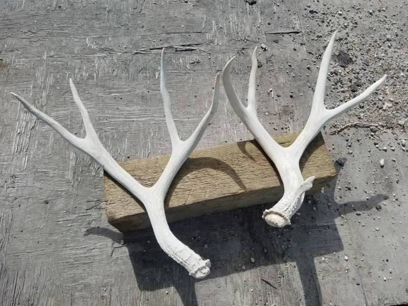 lot 213 image: Deer Antlers
