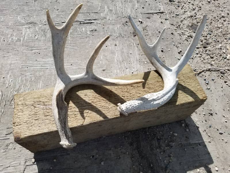 lot 214 image: Deer Antlers Smaller one