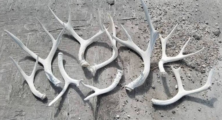 lot 215 image: 9 Random Deer Antlers