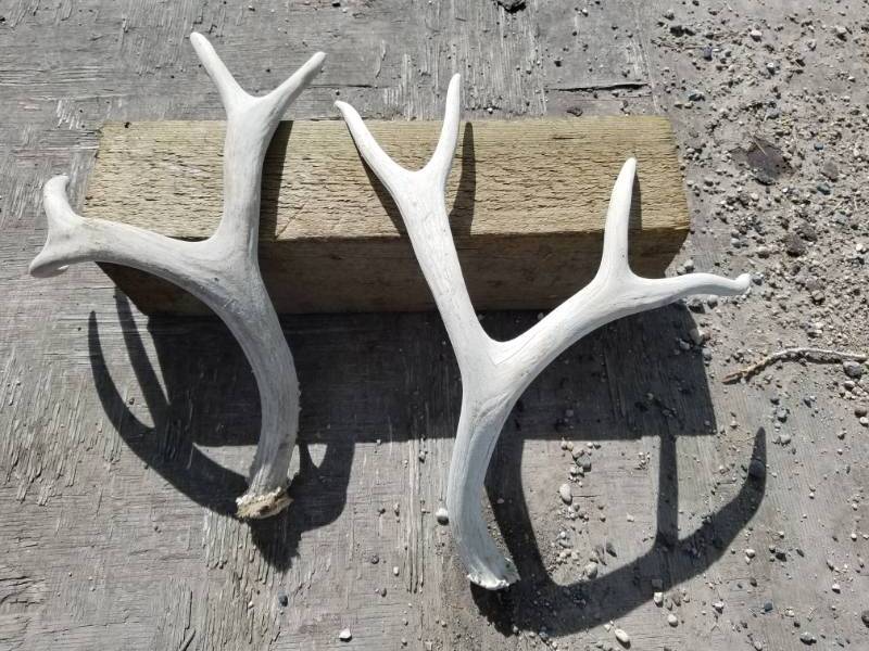 lot 210 image: 9 point Deer Antlers