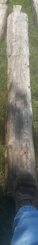 lot 242 image: Reclaimed log cabin wood various types of wood