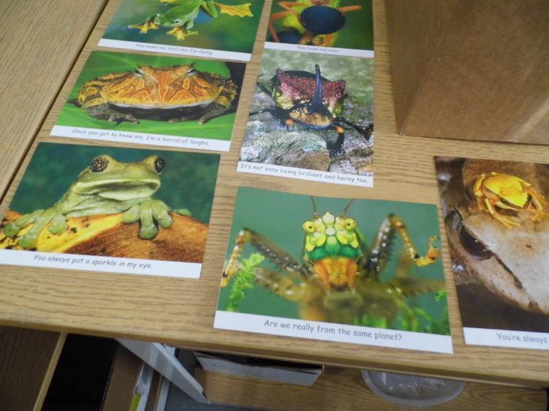 lot 86 image: Case of Frog  BugGreeting Cards