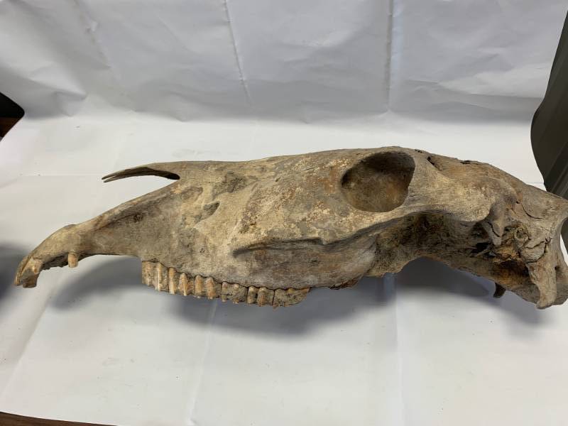 lot 61 image: Horse Skull