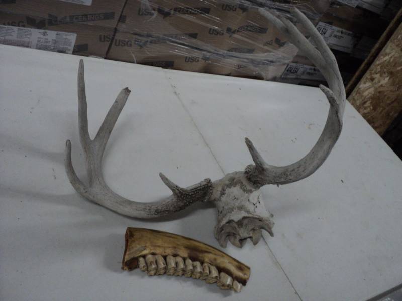 Antlers and Small Portion of Moose ...