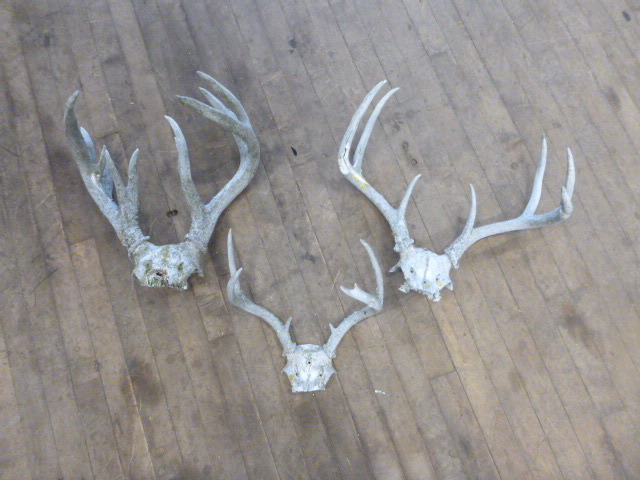 lot 18 image: 3 Sets of Antlers