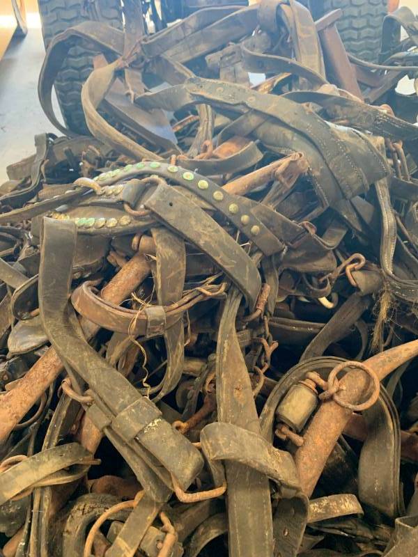 Large Lot of Leather Brass Horse Bits, Head Stalls, Buckles, and Hames