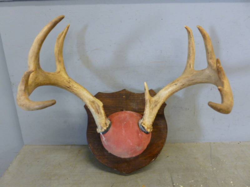 Deer Rack