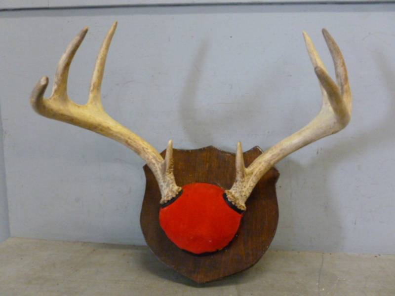Deer Rack