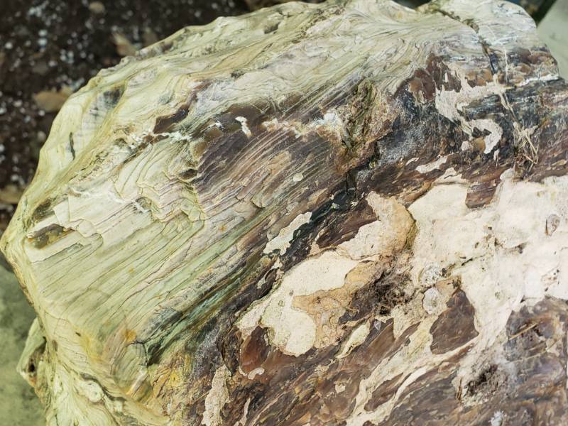 lot 259 image: Very Large Petrified Wood Fossil Stone