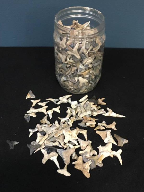 lot 160 image: Sharks Teeth