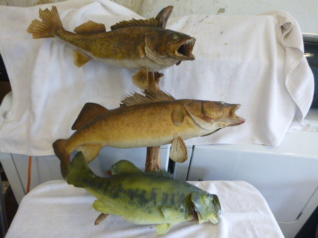 Mounted Fish