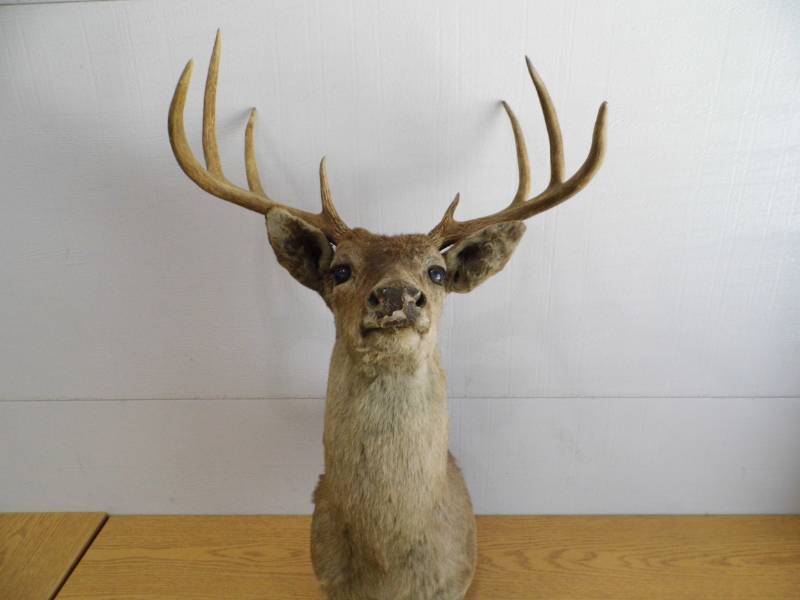 Deer Mount