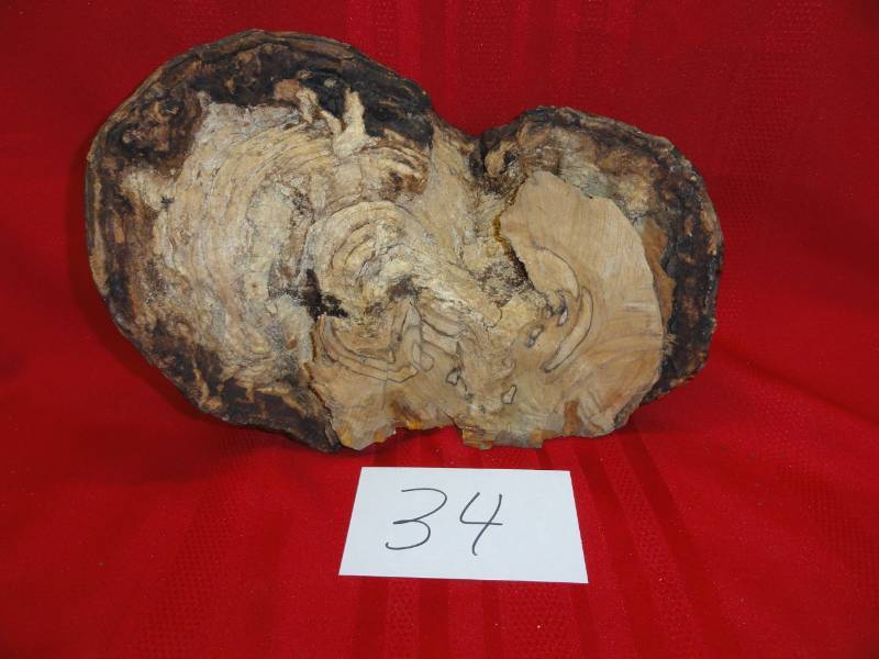 lot 34 image: Birch Burl from a Birch Tree
