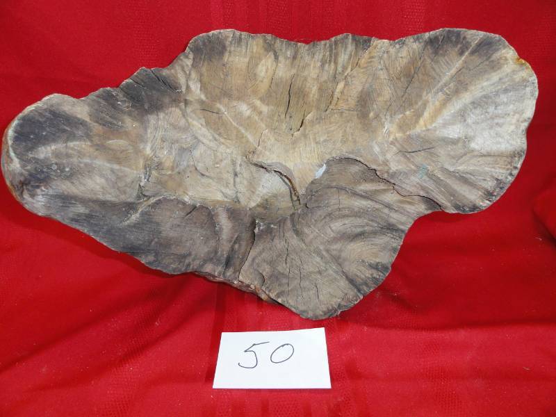 lot 50 image: Birch Burl from a Birch Tree