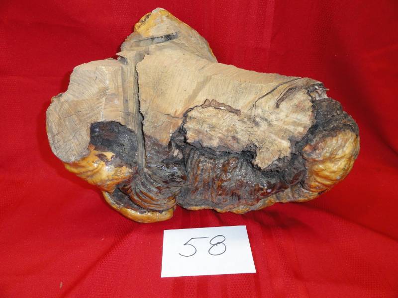 lot 58 image: Burl from a Birch Tree