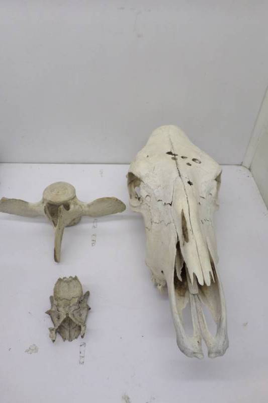 Animal SkullBones