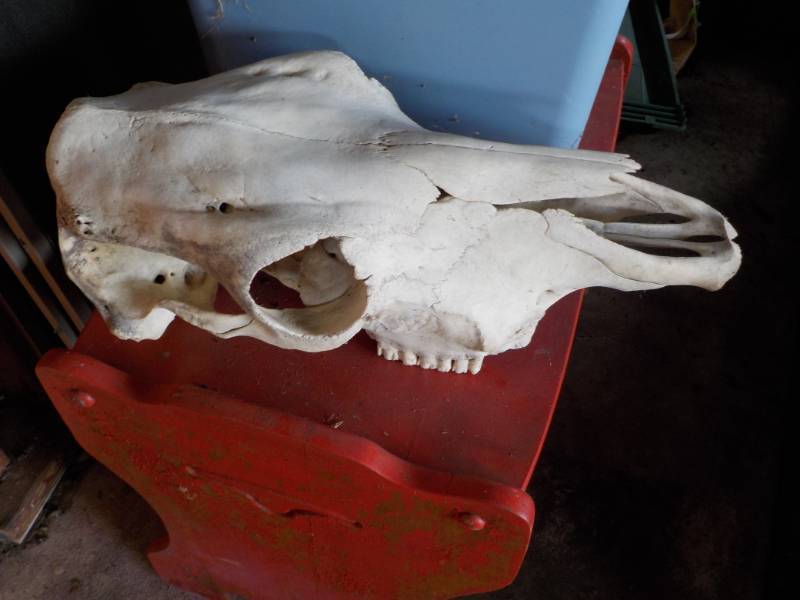 Skull...