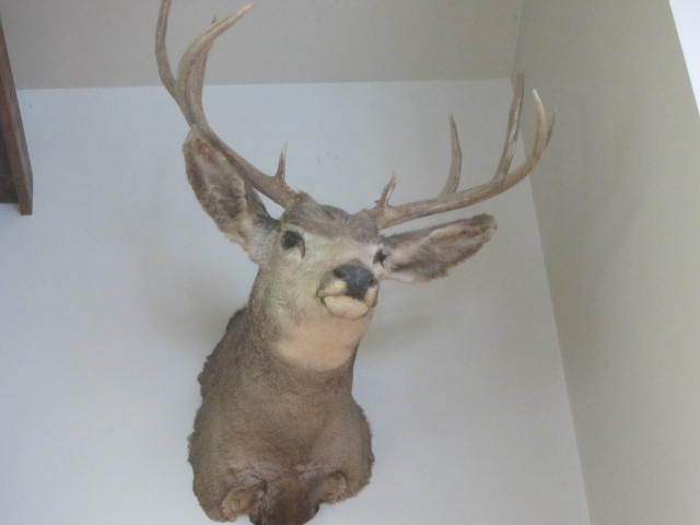 lot 54 image: Deer Mount