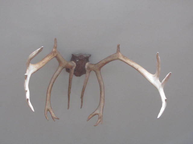 lot 59 image: Caribou Mount
