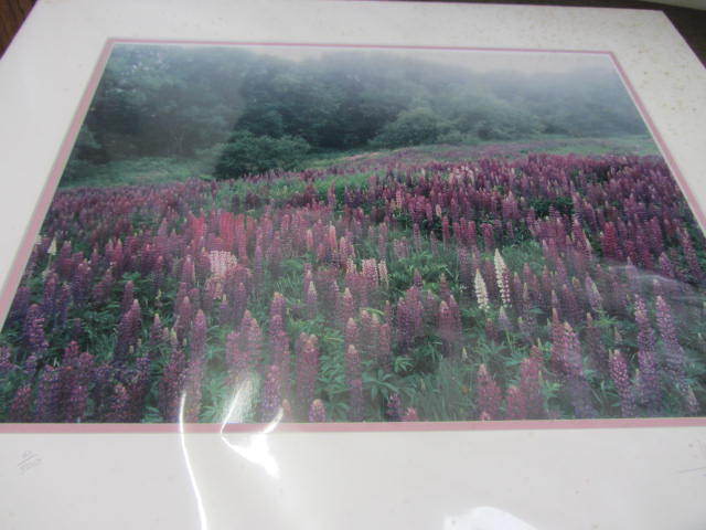 lot 70 image: Lupine Meadow Photo