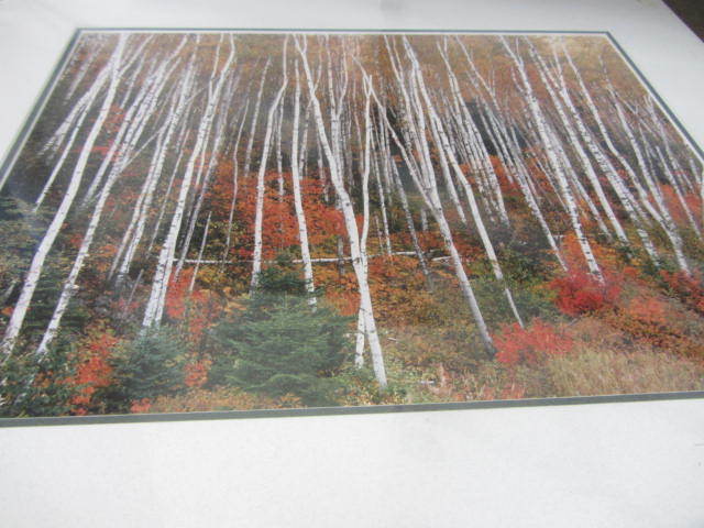 lot 73 image: Fall Birch Photo