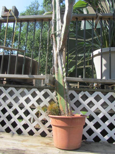 lot 201 image: Cacti