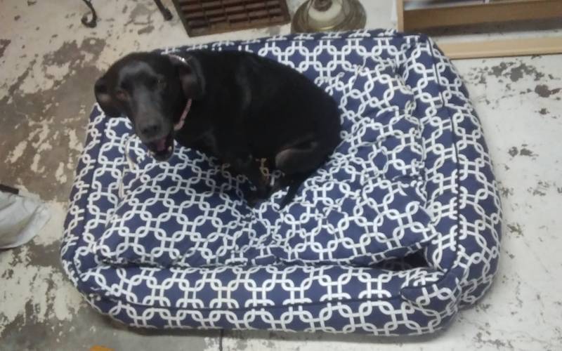 Extra Large Plush Dog Bed (Dixi Not Included)