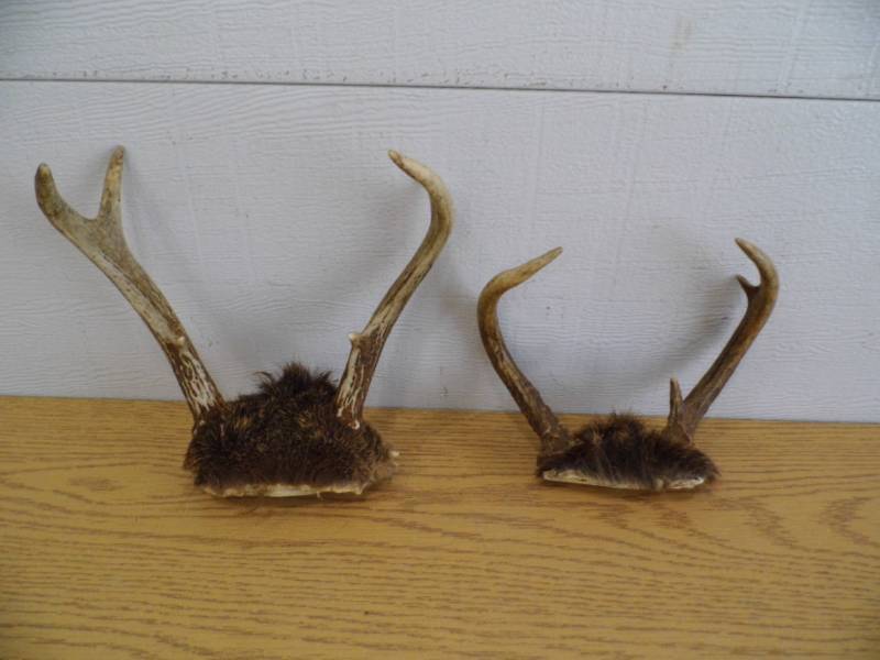 lot 74 image: Antlers
