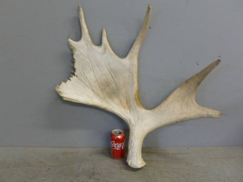 lot 26 image: Moose Shed