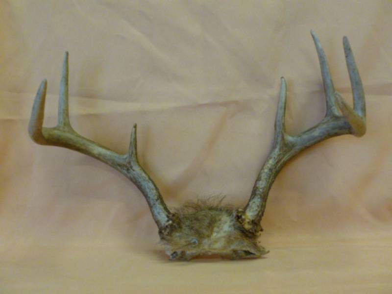 lot 62 image: Deer Antler