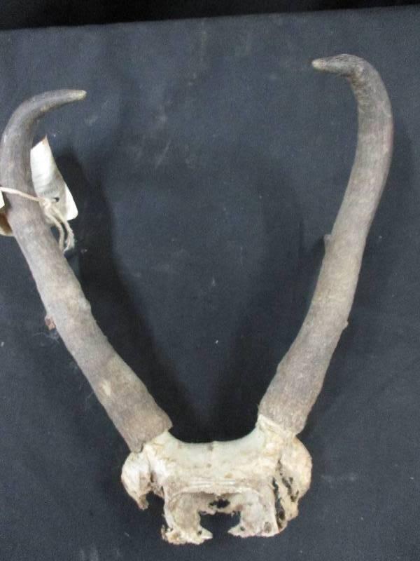 lot 63 image: Antelope Montana Horns