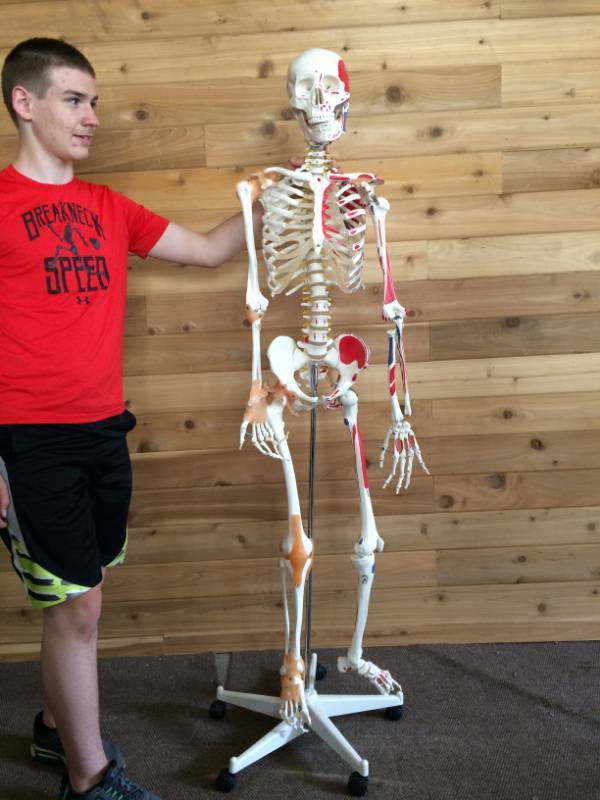 lot 12 image: Scientific Anatomical Human Skeleton Model