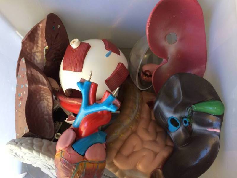 lot 10 image: Medical Anatomy Organs Models -&nbspGreat timing with Halloween coming up