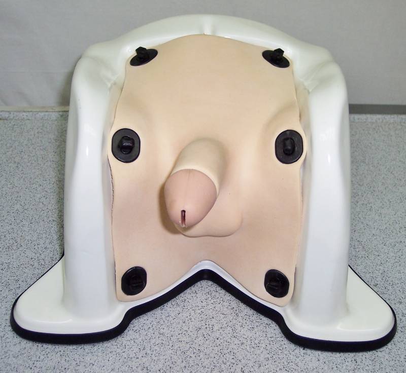 lot 28 image: Insertion Of Catheterization Into Male Urinary Meatus Training Form  Medical Nursing Trainer Male Lifesize Pelvic Area Region Model Includes Instructions & Carrying Case - Great Condition