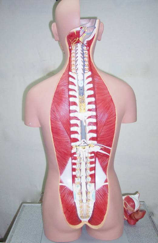 lot 24 image: WOW MSRP $1000 Altay Deluxe Life Size Male Female Human Full Anatomy Torso Model Manikin - Great Condition - All Parts Are There  This IS SO COOL
