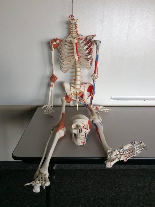 lot 11 image: Mr Or Ms Bones Skeleton (Dr Kate Would Know) Has Seen Better Days - Its Head Will Not Stay In Place On The Pole - Looks Like Most Of The Bones Are There But Definitely Some Are Dislocated - Great For The Halloween Season Coming Up