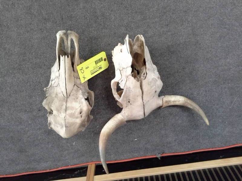 lot 154 image: Lot of (2) Bone Head Wall Dcor