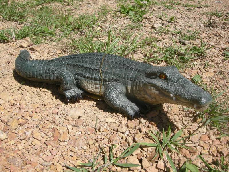 lot 21 image: Alligator Figure