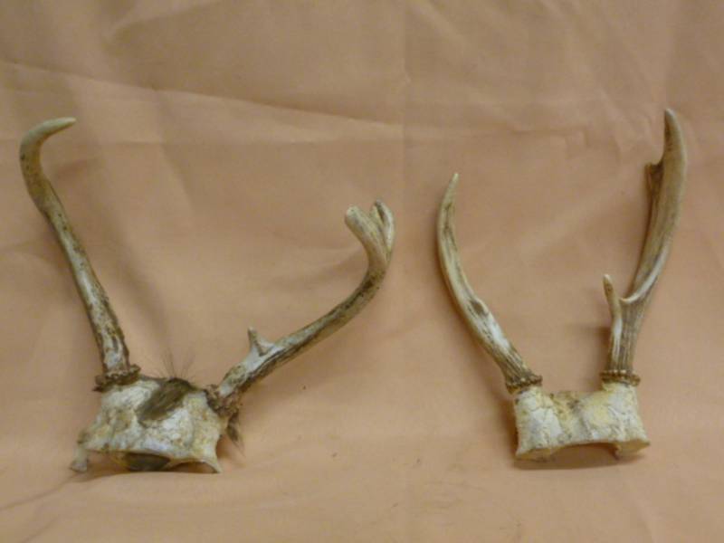 lot 40 image: Deer Antlers
