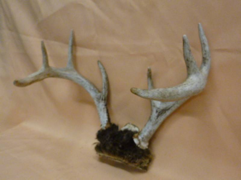 lot 41 image: Deer Antler
