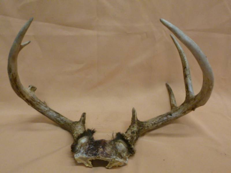 lot 42 image: Deer Antler
