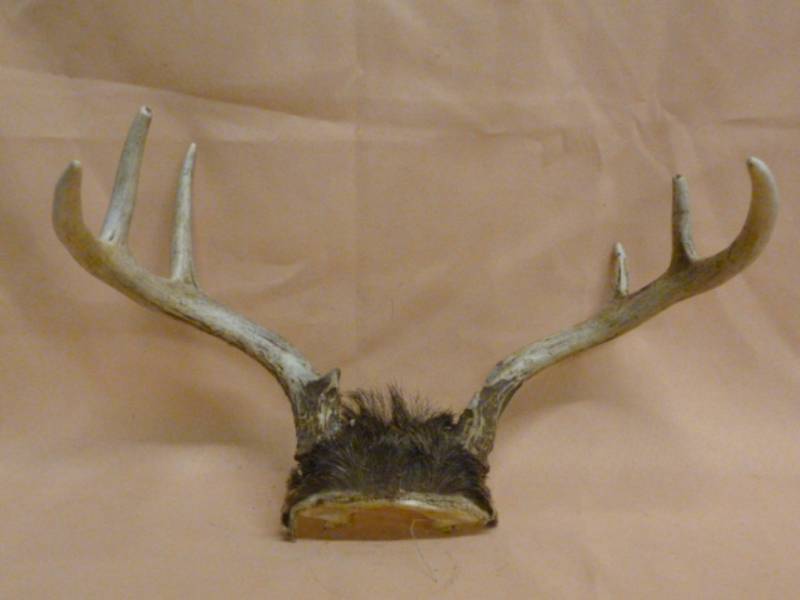 lot 43 image: Deer Antler