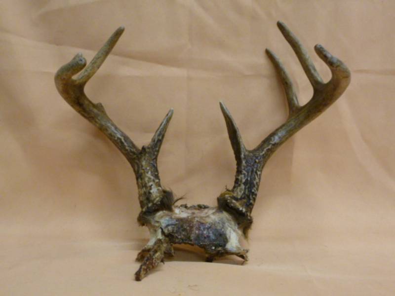lot 44 image: Deer Antler