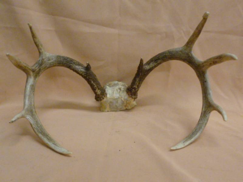 lot 45 image: Deer Antler