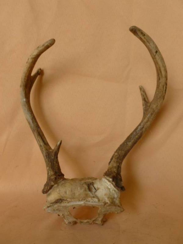 lot 240 image: Deer Antler